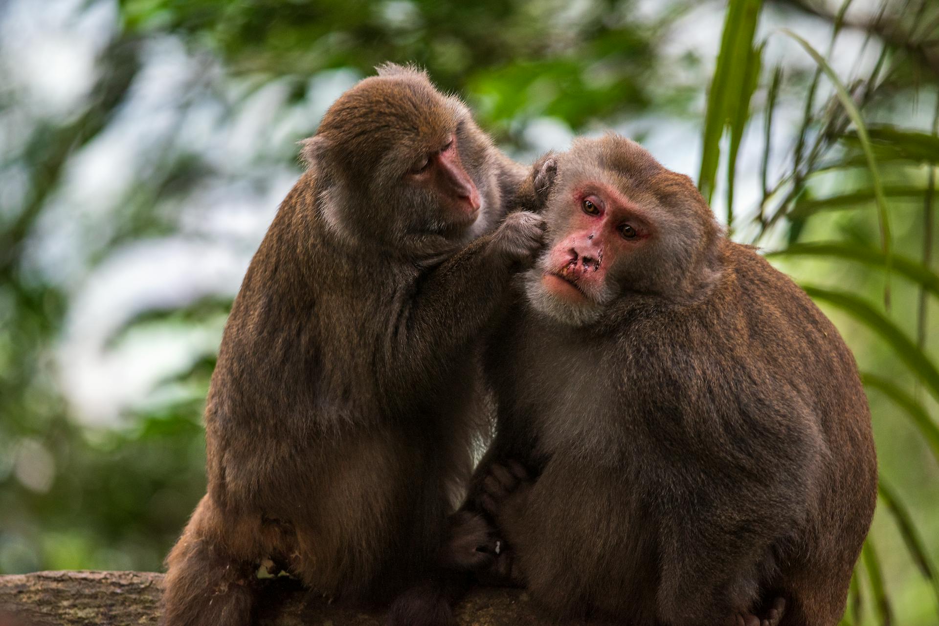 Small Monkey Picking Lice on Hair of Big Monkey