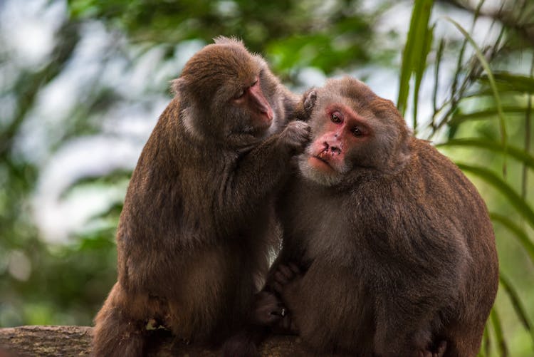 Small Monkey Picking Lice On Hair Of Big Monkey 