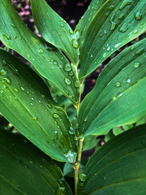 Water Droplets on Green Leaves