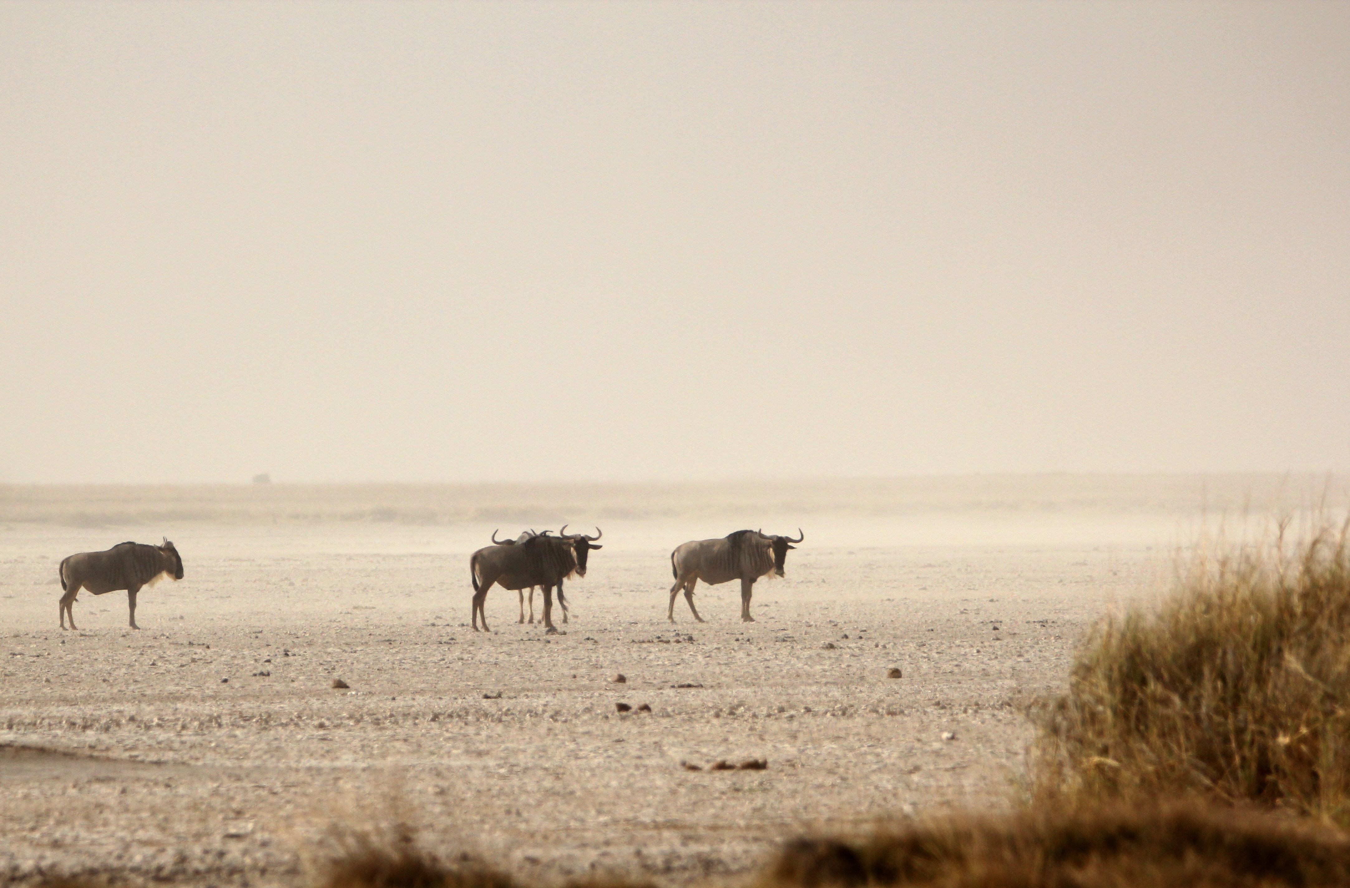 A group of wildebeests moving across a barren desert landscape, showcasing wildlife in nature.
