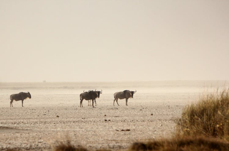 Group Of Wildebeests In A Desert