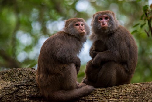 Brown Monkeys Sitting on Brown Tree Log