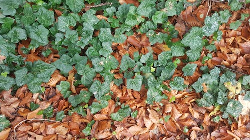 Green and Brown Ivy  Leaves on Ground
