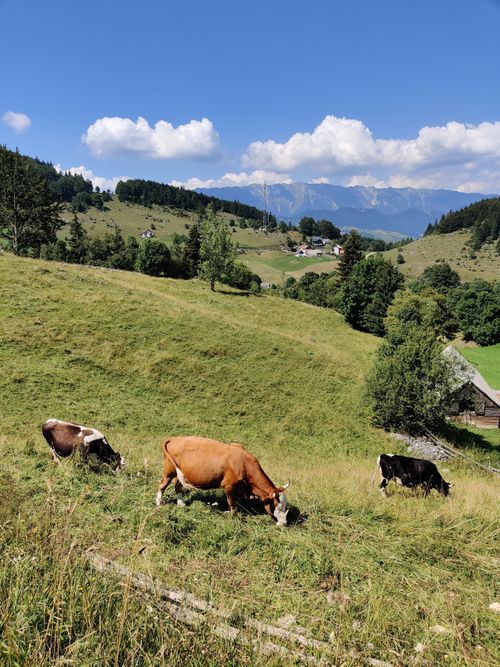 Free Beautiful Romanian landscape with cows grazing on a sunny day in Fundata. Stock Photo