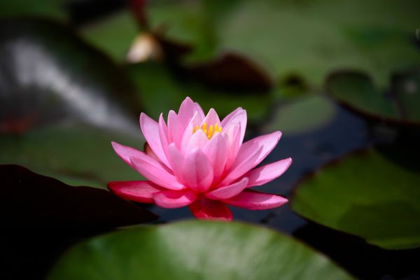 Lyserød lotus blomst på stille vand