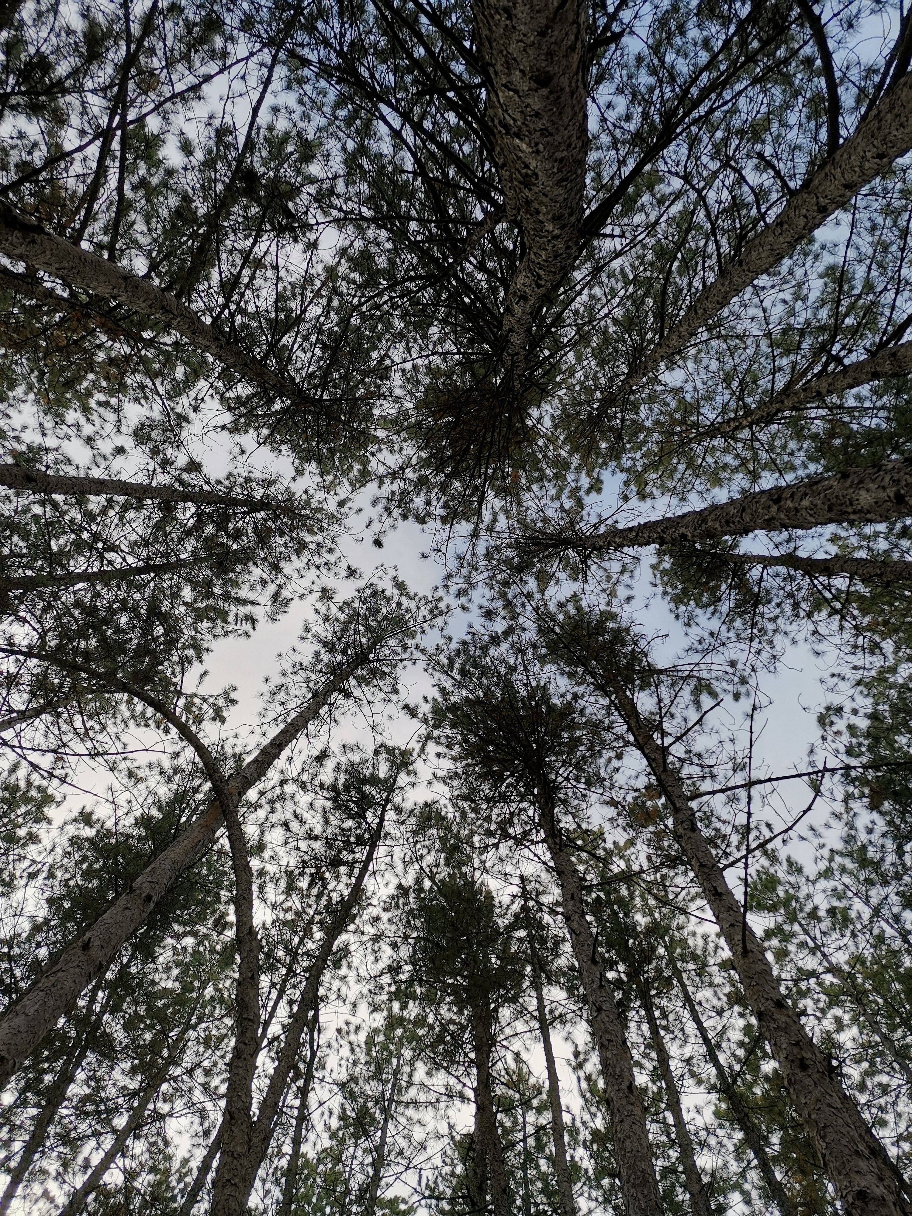 Tall Leafy Trees in Low Angle Photography · Free Stock Photo