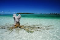 Tree Stump in a Transparent Sea