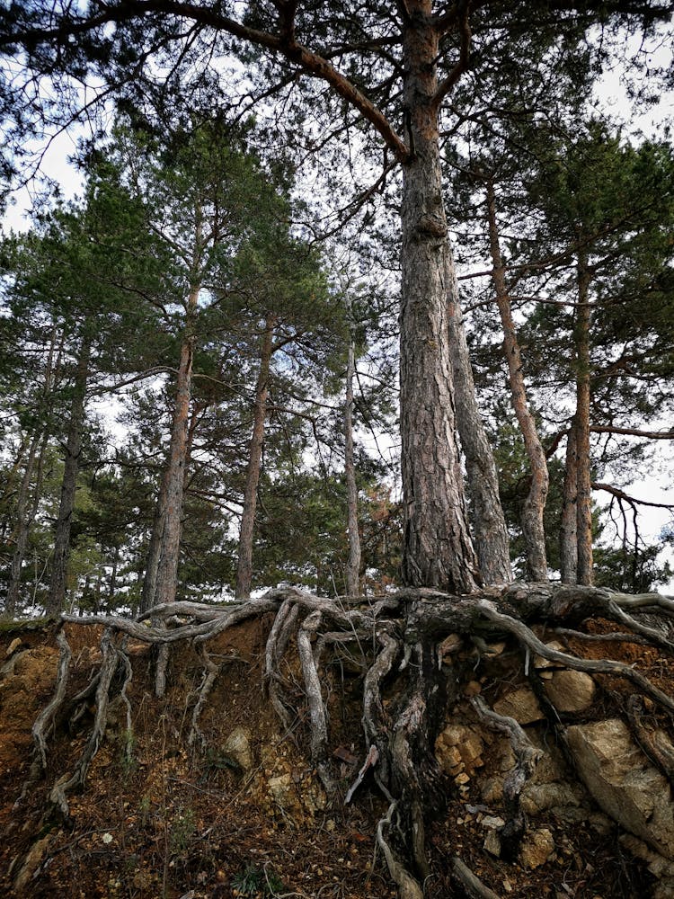 Tree With Big Brown Roots On Soil