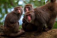 Close-up of Rhesus macaques sitting on a tree branch, showcasing wildlife in Taiwan.