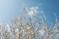 明亮的蓝天与春天的樱花形成了美丽的对比