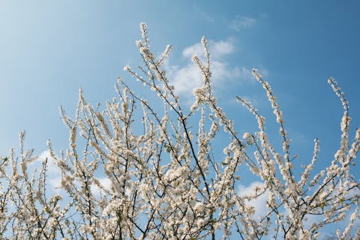 明亮的蓝天与春天的樱花形成了美丽的对比