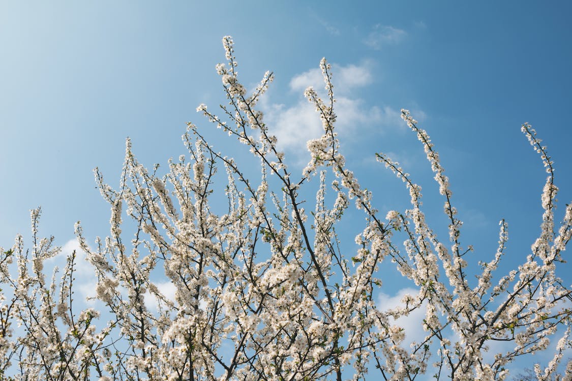 Ücretsiz Gündüz Beyaz Petal çiçek Stok Fotoğraflar