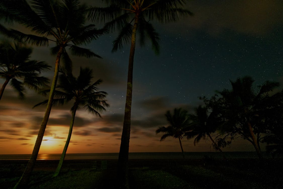 Tropical Palm Trees on Beach Resort During Sunset