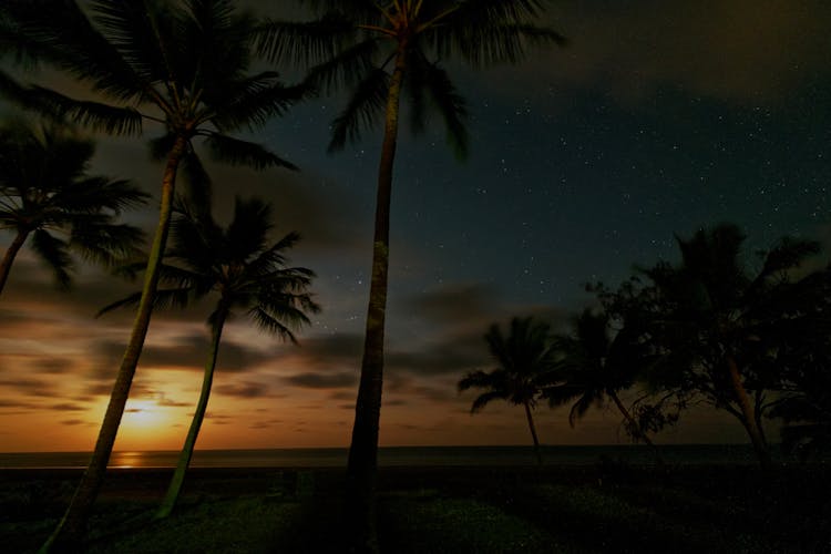 Tropical Palm Trees On Beach Resort During Sunset