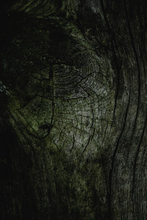 Close-Up Photograph of a Wooden Surface