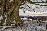 Picturesque view from top of hill with thick trunk of big leafless tree and wooden benches on blue faraway lowland under cloudy sky in evening