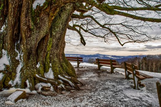 Picturesque view from top of hill with thick trunk of big leafless tree and wooden benches on blue faraway lowland under cloudy sky in evening
