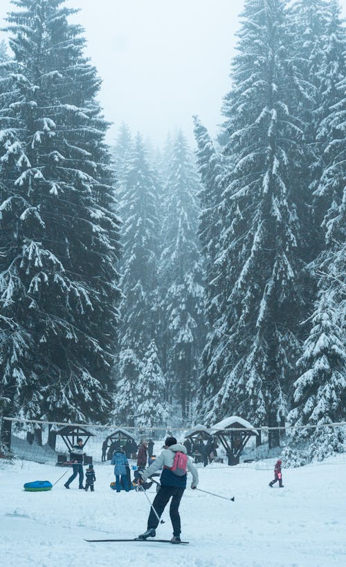 Бесплатное стоковое фото с ель, зима, лыжник