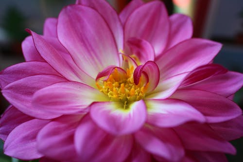 Close-Up of a Pink Flower 