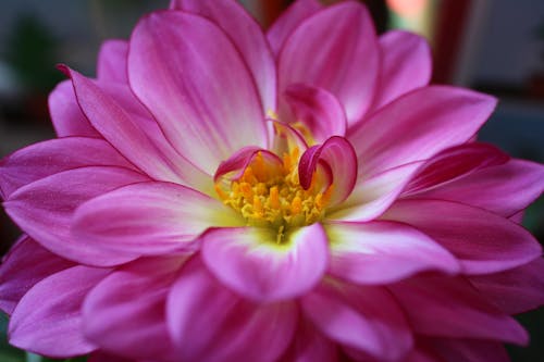 Foto d'estoc gratuïta de flor rosa, flora, florint