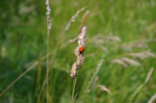 A Beetle Perched on Flower of a Grass