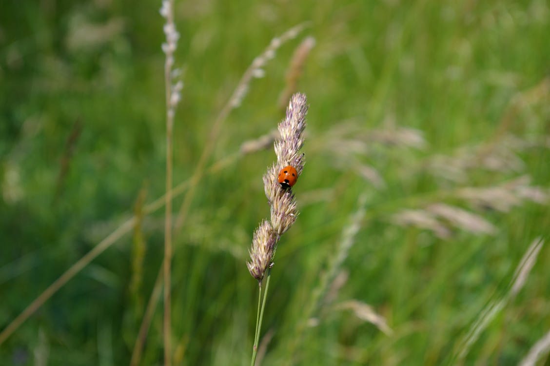 A Beetle Perched on Flower of a Grass