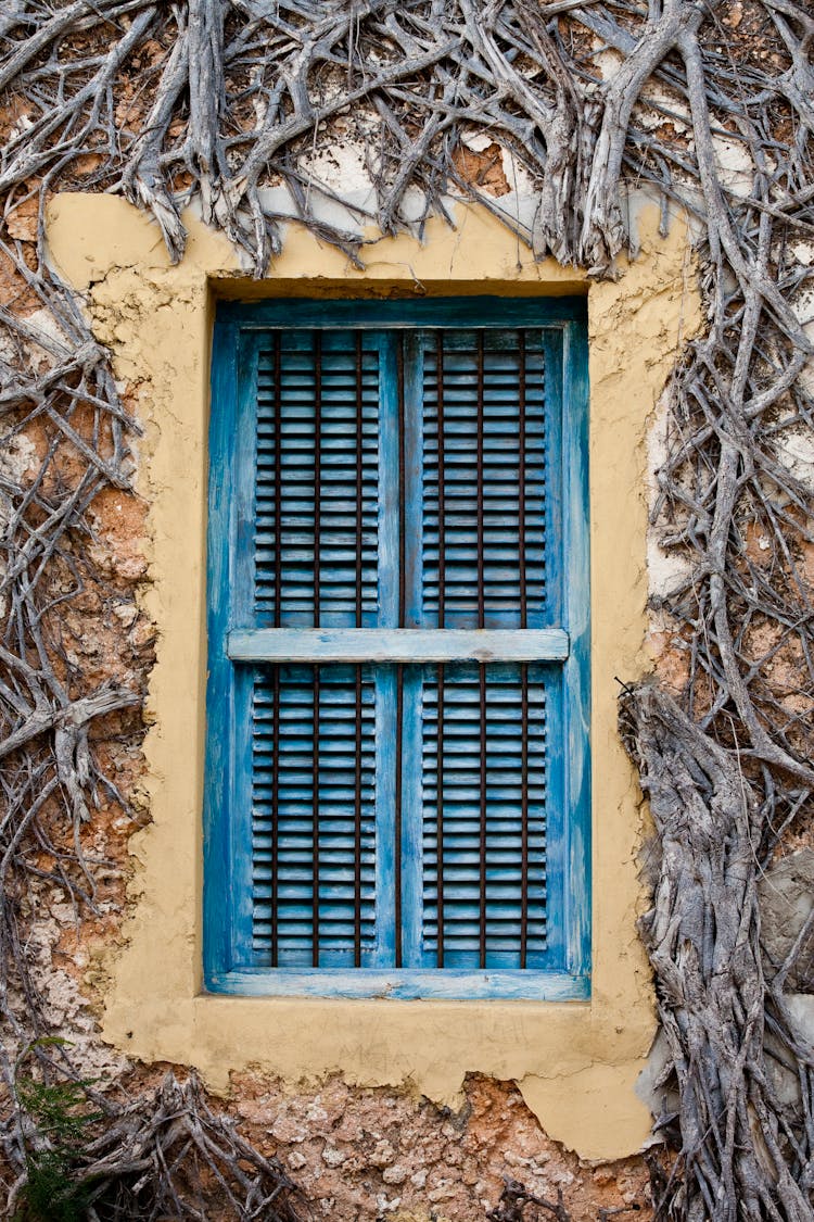 Branches Surrounding Windows With Blue Shutters