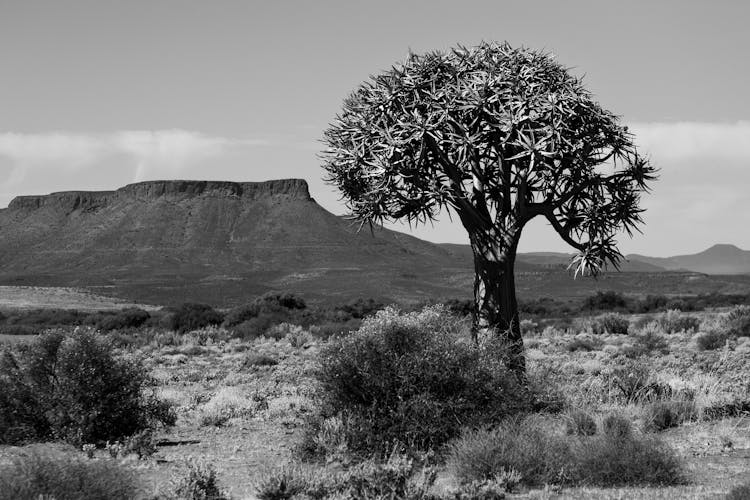 A Yucca Tree In Arid Land