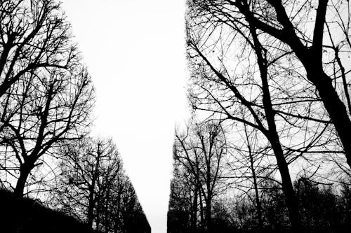 Bezpłatne Darmowe zdjęcie z galerii z czarno-biały, drzewa, gałęzie Zdjęcie z galerii