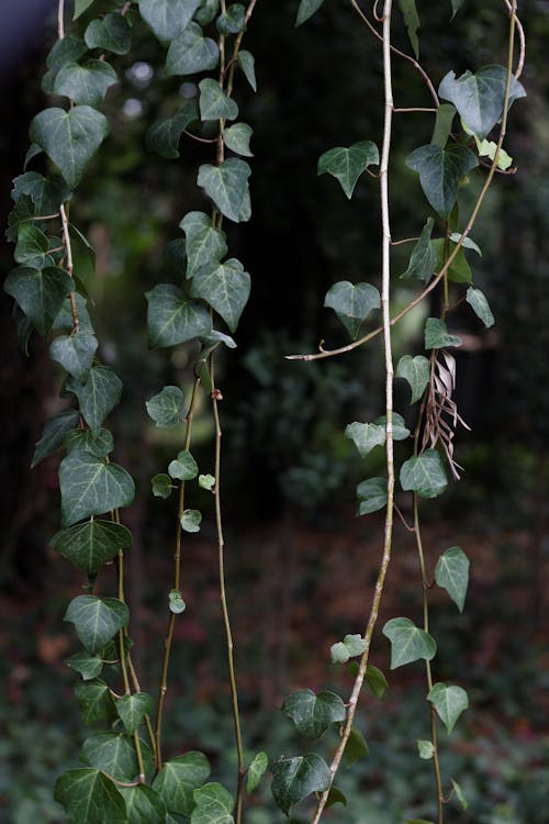 Free Green Leaves of an Ivy Plant Stock Photo