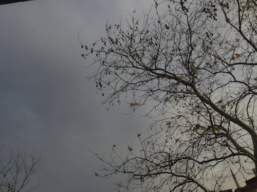 Free stock photo of autumn, sky, tree