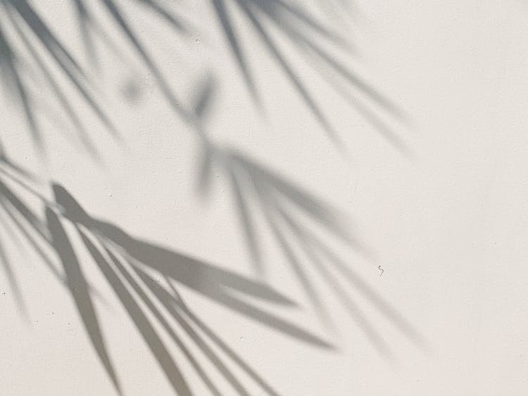 Shadow Of Leaves On White Background