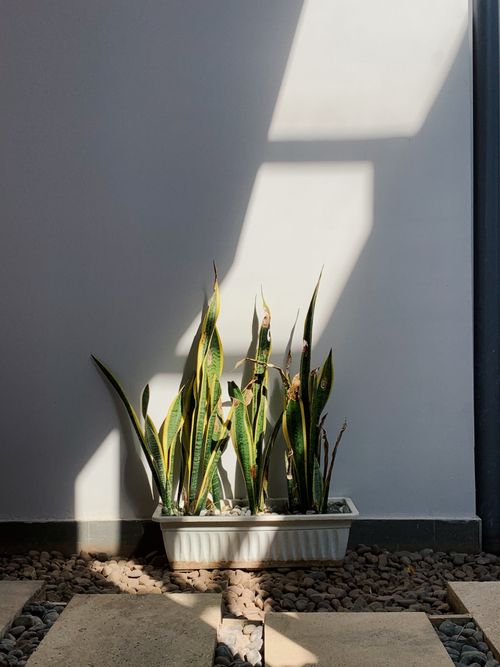 Free A snake plant in a minimalist indoor setting with natural sunlight casting geometric shadows. Stock Photo