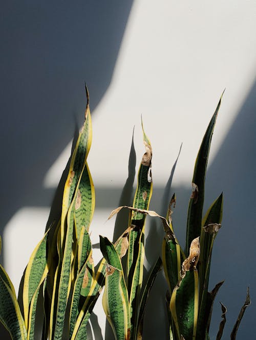 Green Snake Plant Beside a Wall