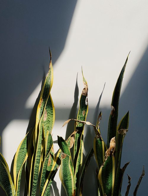 Free Close-up of green and yellow snake plant leaves under sunlight casting intricate shadows. Stock Photo