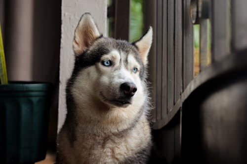 Portrait of a Husky Dog 