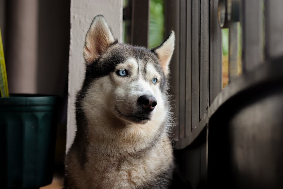 How Dog Crate Size Solves Anxiety Issues for Your Pup Close-up portrait of a Siberian Husky with striking blue eyes gazing outdoors.