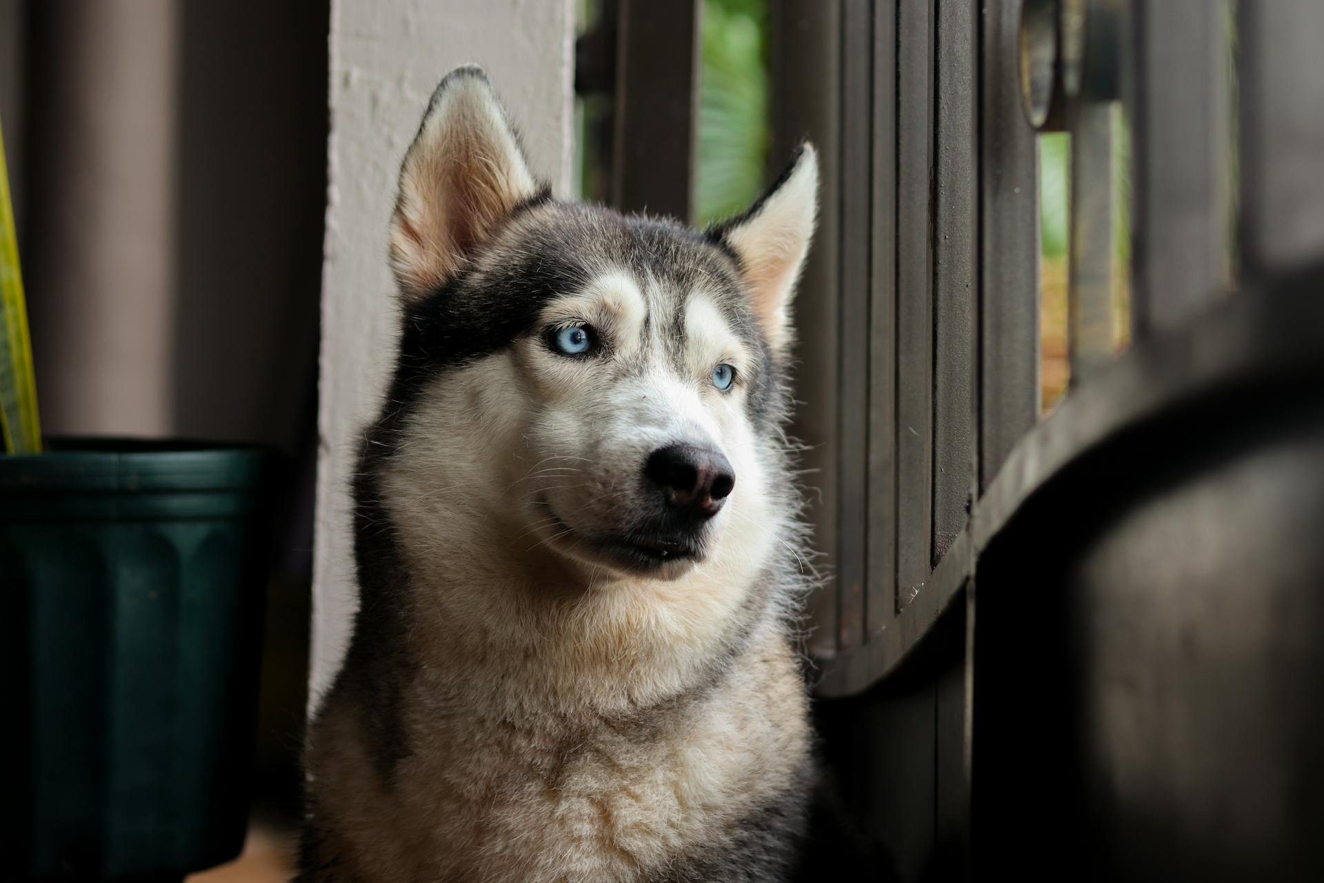 Portrait of a Husky Dog