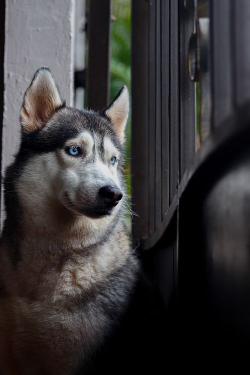 Free A Siberian Husky with striking blue eyes sits by a wooden gate, casting a calm and focused gaze. Stock Photo