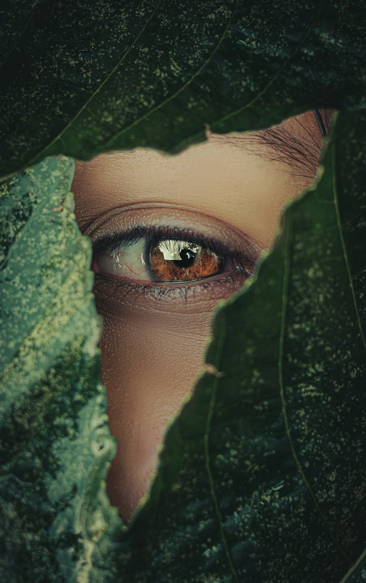 Brown Eye Peeking Through Leaves