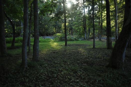 Beautiful sunlight filtering through lush forest trees, creating a serene natural scene.
