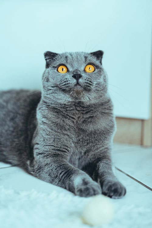 Curious Scottish Fold Cat looking up 