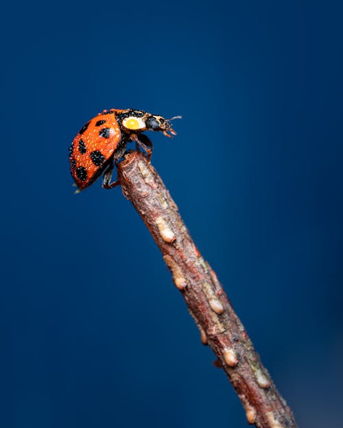 Gratis lagerfoto af biologi, blå baggrund, botanik