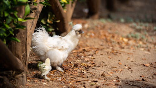 무료 간, 닭, 동물의 무료 스톡 사진