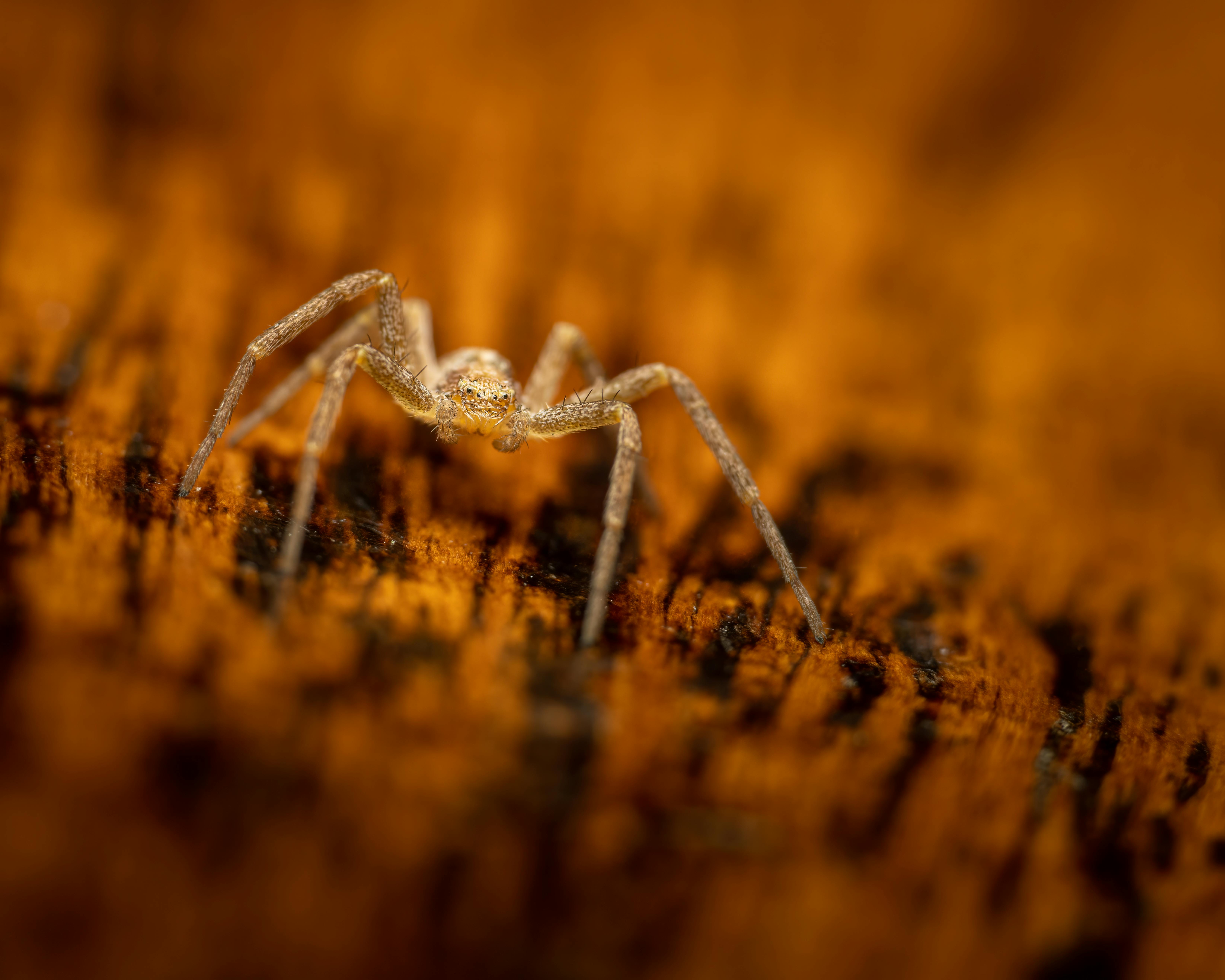 spooky tiny spider on textured ground