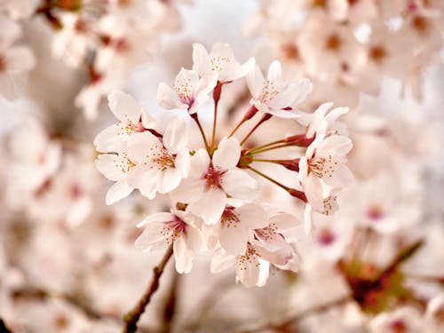 Free Cherry Blossoms in Close Up Photography Stock Photo