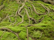 Tree Roots Surrounded with Green Moss