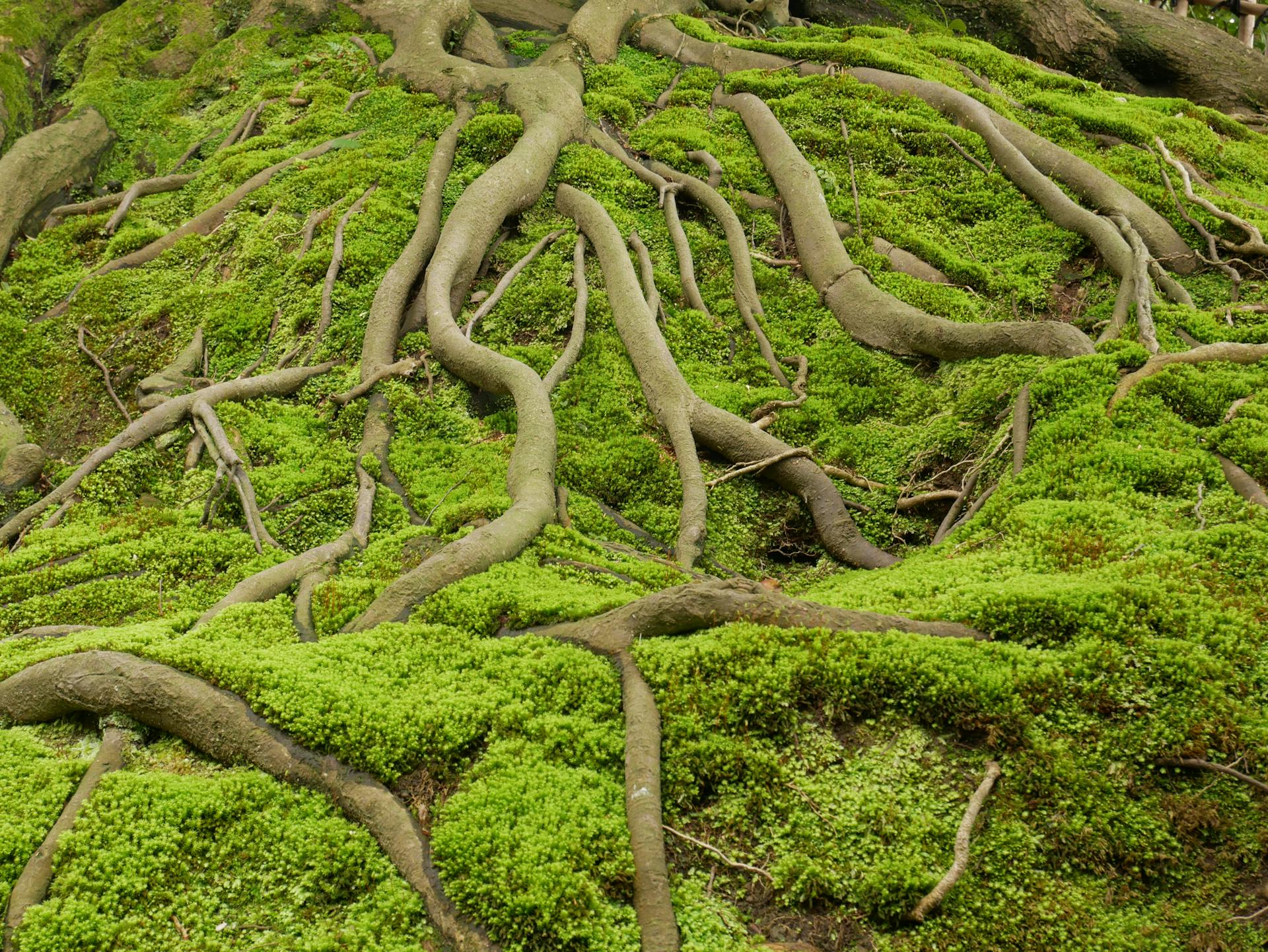 Close-up view of twisted tree roots covered in vibrant green moss in a Japanese forest.