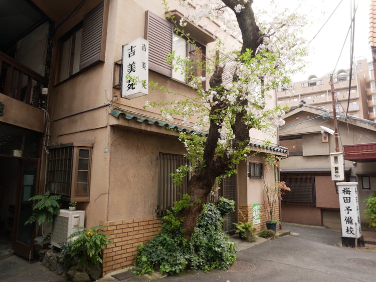 A Cherry Blossom Tree With White Flowers Beside A House