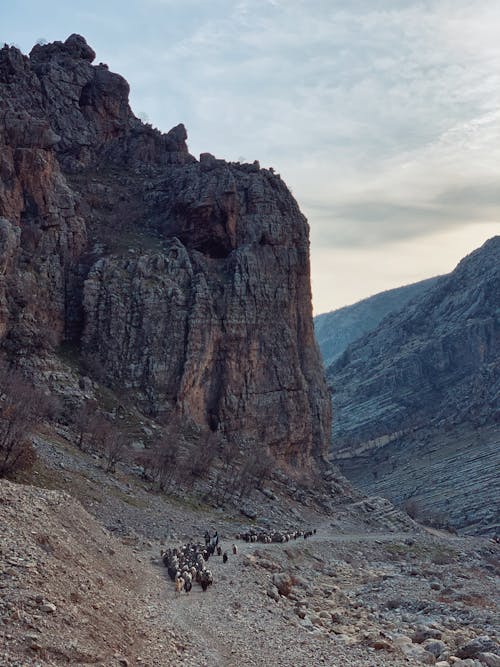 Herd of Sheep on Rocky Mountainside